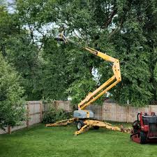 Why Choose Our Tree Removal Services in Toledo, IL?