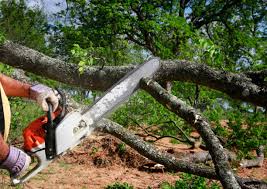 Tree and Shrub Care in Toledo, IL